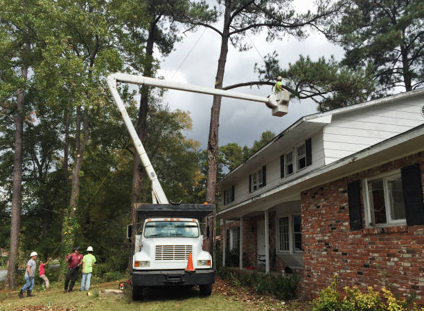 How Our Tree Care Process Works  in  Dalhart, TX