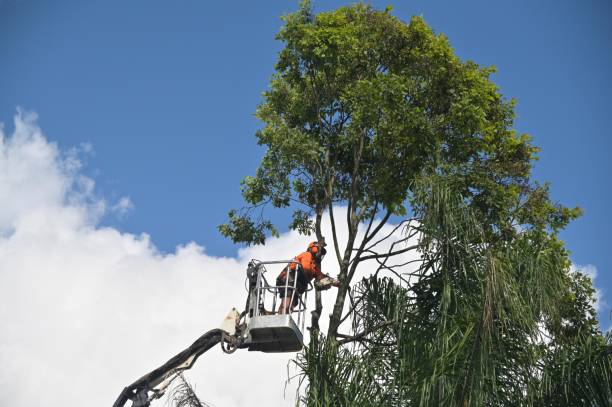 Trusted Dalhart, TX Tree Services Experts